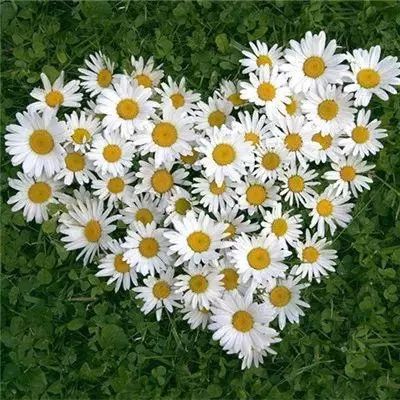 bob·体育综合appapp下载